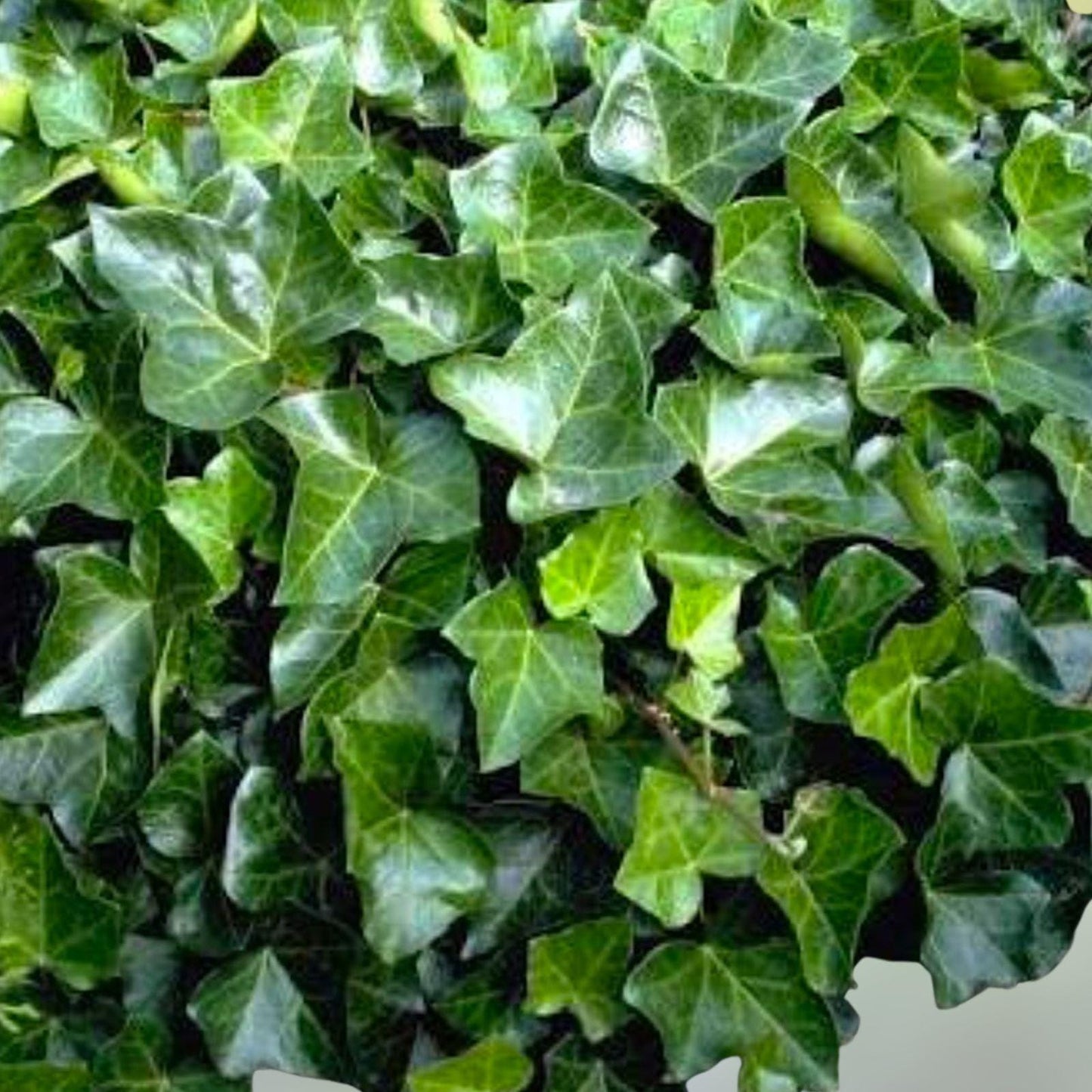 English Ivy Cuttings – 20 Live 6" Hedera helix Climbing & Trailing Vines for Indoor & Outdoor Decor