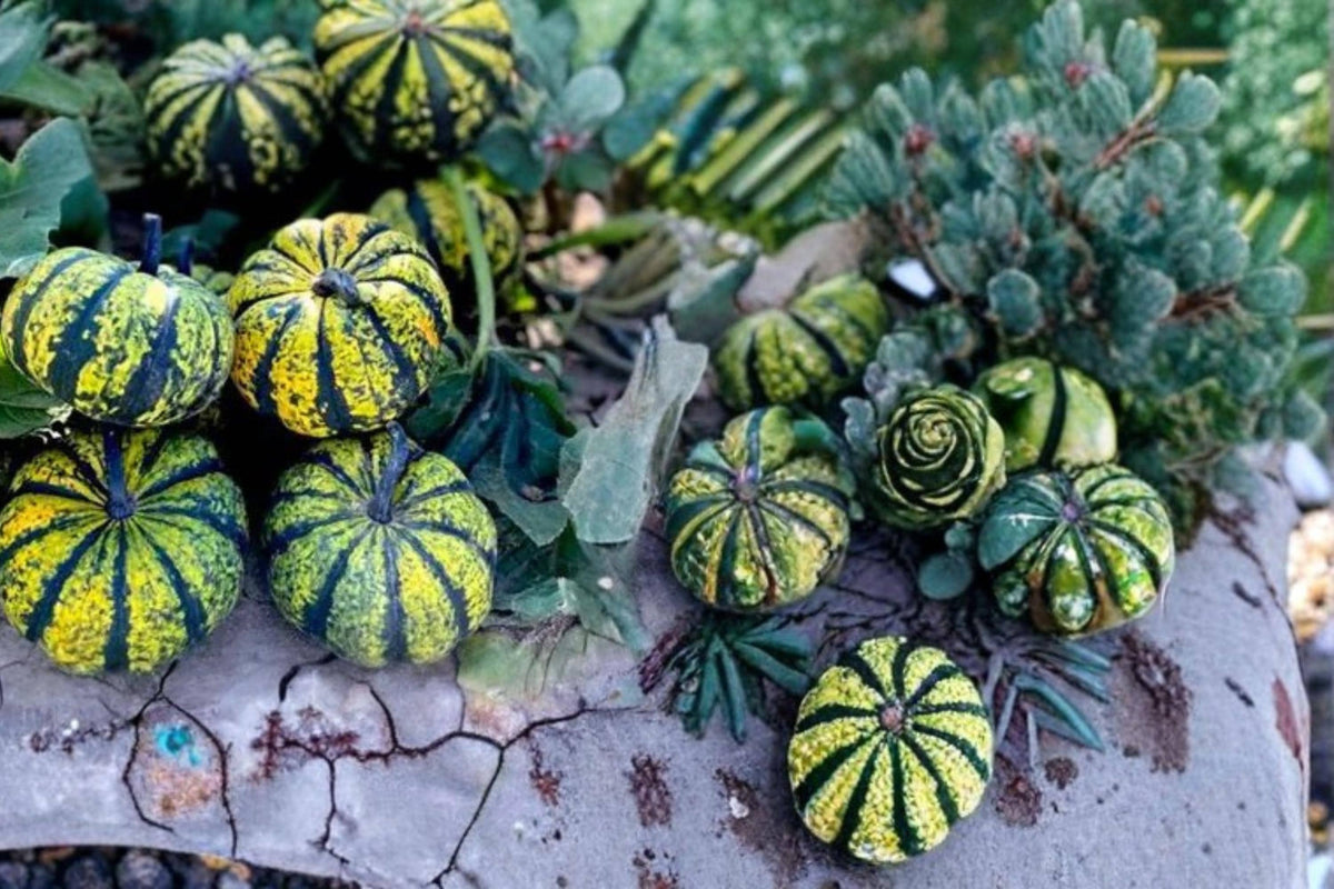 Phantomita Pumpkin Seeds – Mini Ribbed Green Pumpkin with Speckled Striping – Cucurbita pepo, Ornamental & Culinary Plant