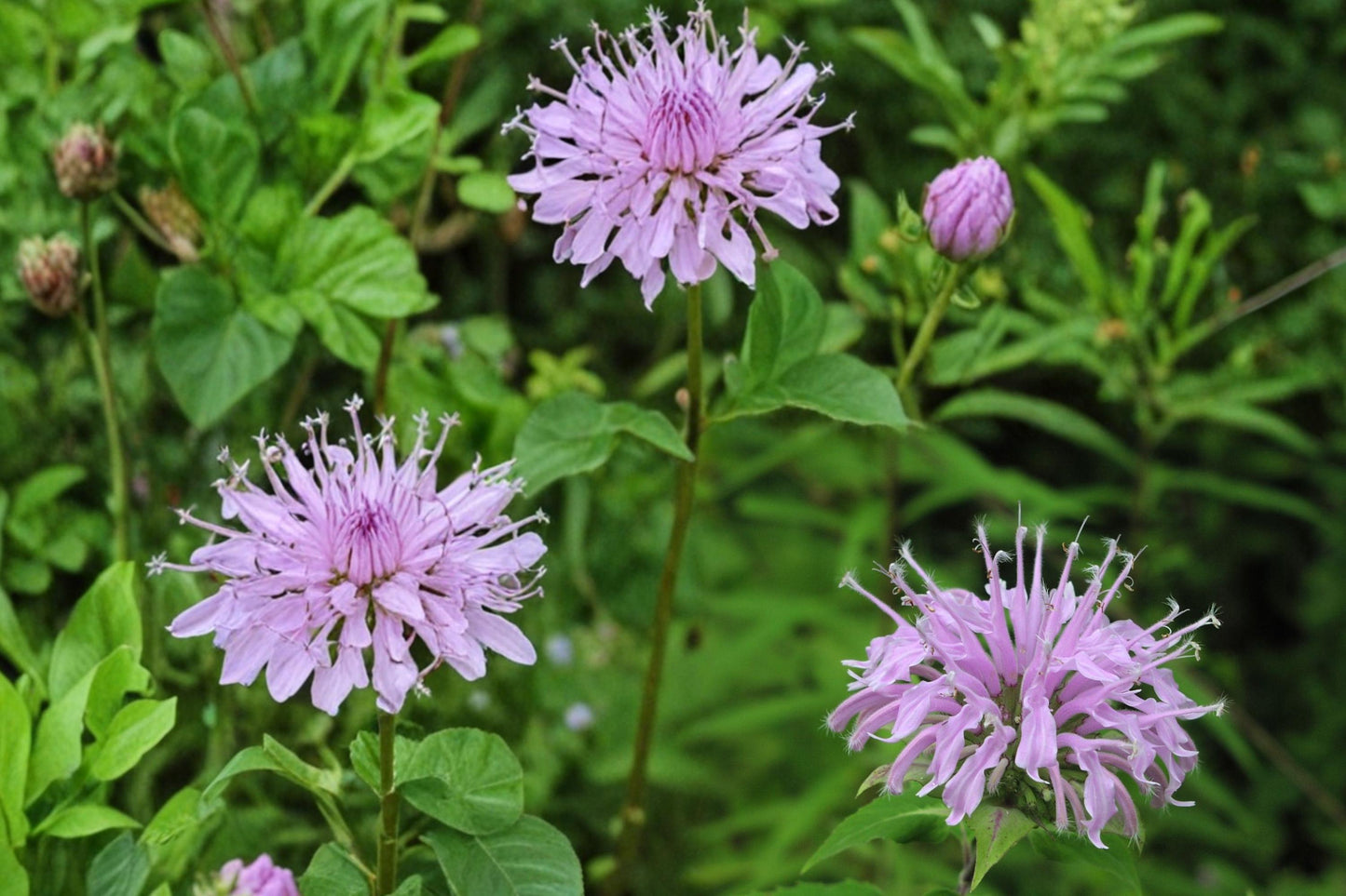 Wild Bergamot Seeds – Monarda fistulosa Herbaceous Perennial for Wildflower & Pollinator Gardens, Lavender to Pale Purple Flowers