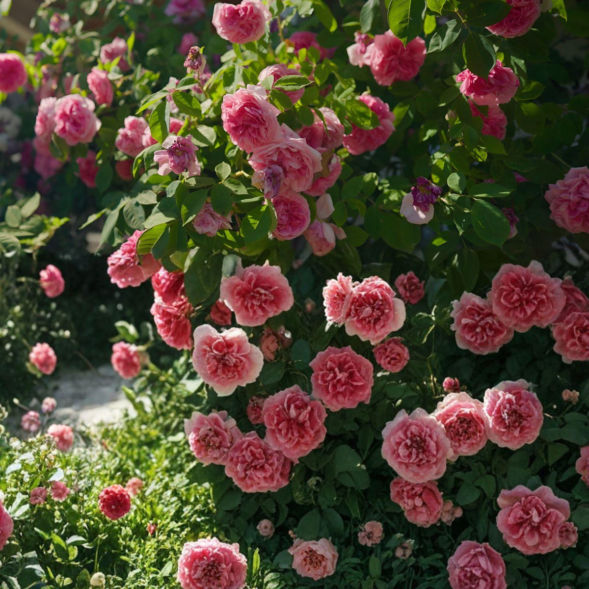 Heirloom Climbing Rose Cuttings – Pink Blooming Vines for Fences & Arbors | Rosa