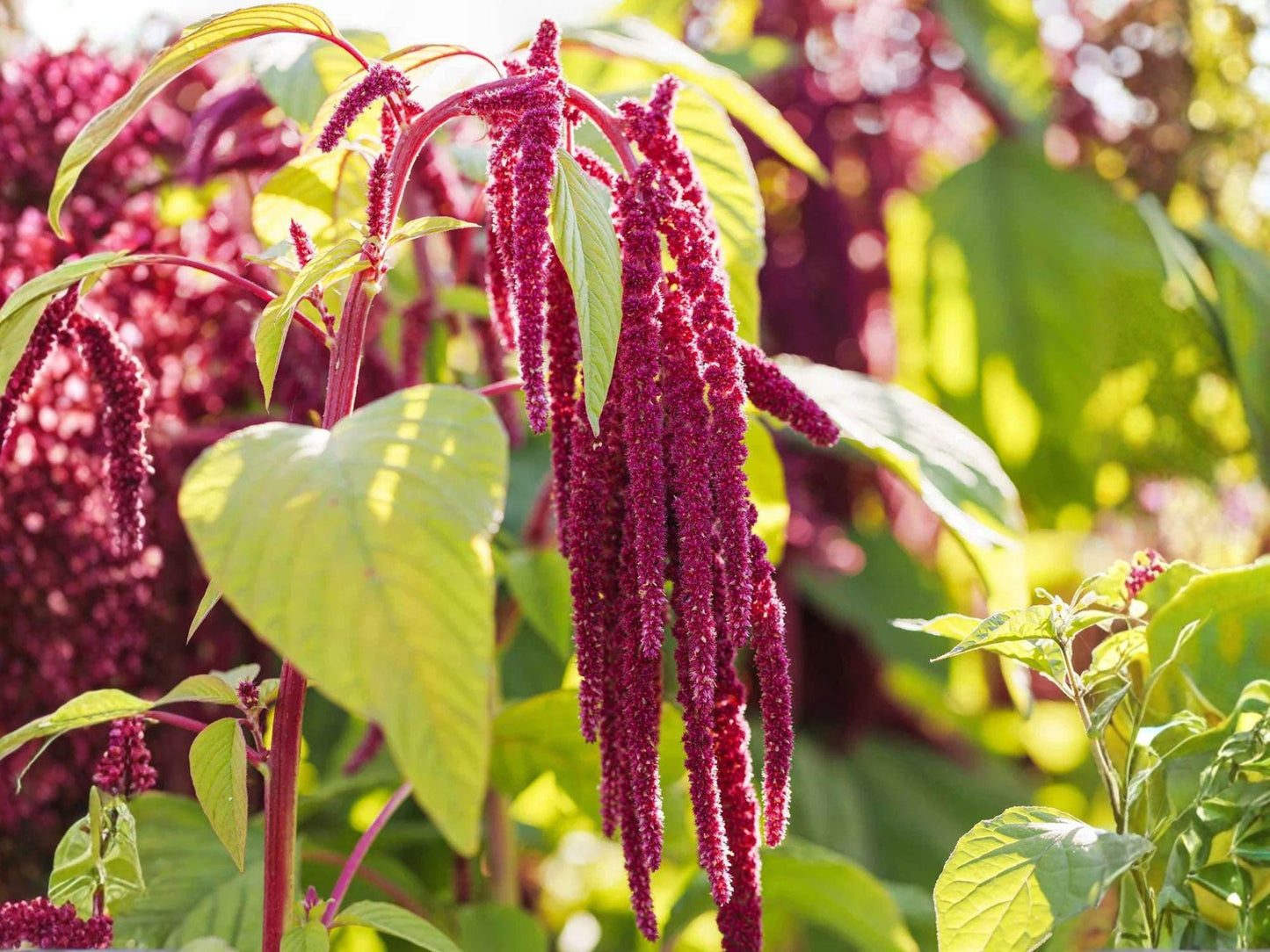 Love Lies Bleeding Seeds, Amaranthus caudatus Heirloom Ornamental Flower for Garden, Cascading Red Blooms, Non-GMO, Open-Pollinated