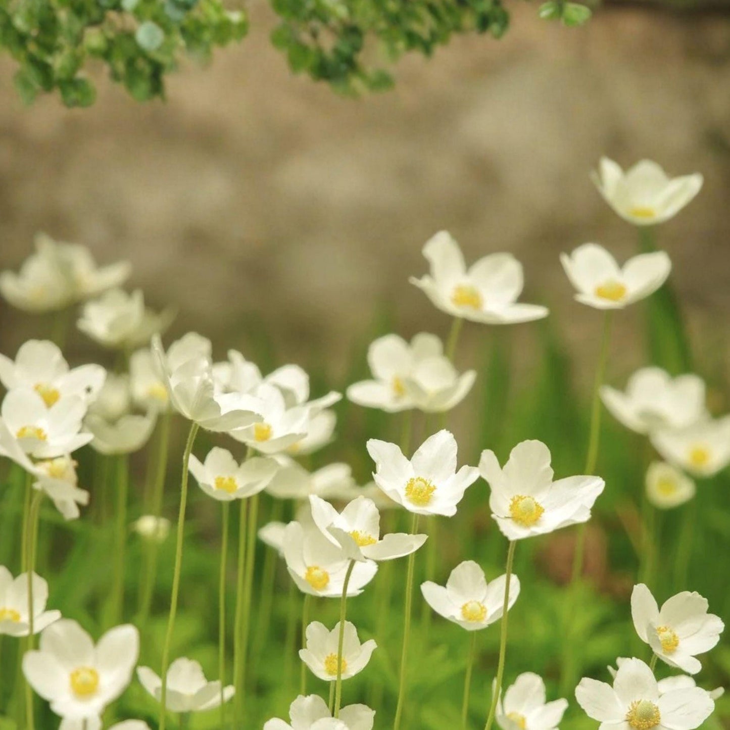 Canada Anemone Seeds - Native White Perennial Flower for Moist Soil Gardens, 25 Seeds, Anemone canadensis