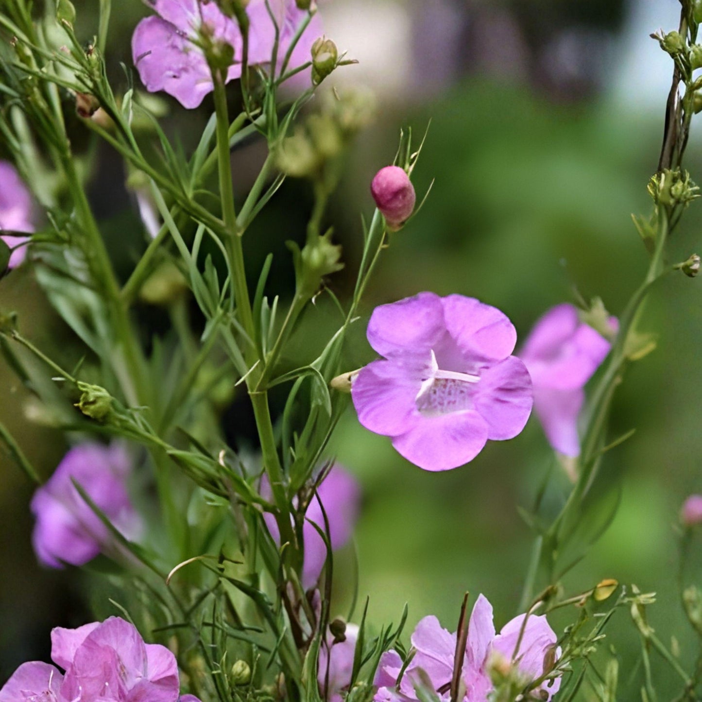 Slender False Foxglove Seeds (Agalinis tenuifolia), 250 Pink Wildflower Seeds for Meadow & Pollinator Gardens