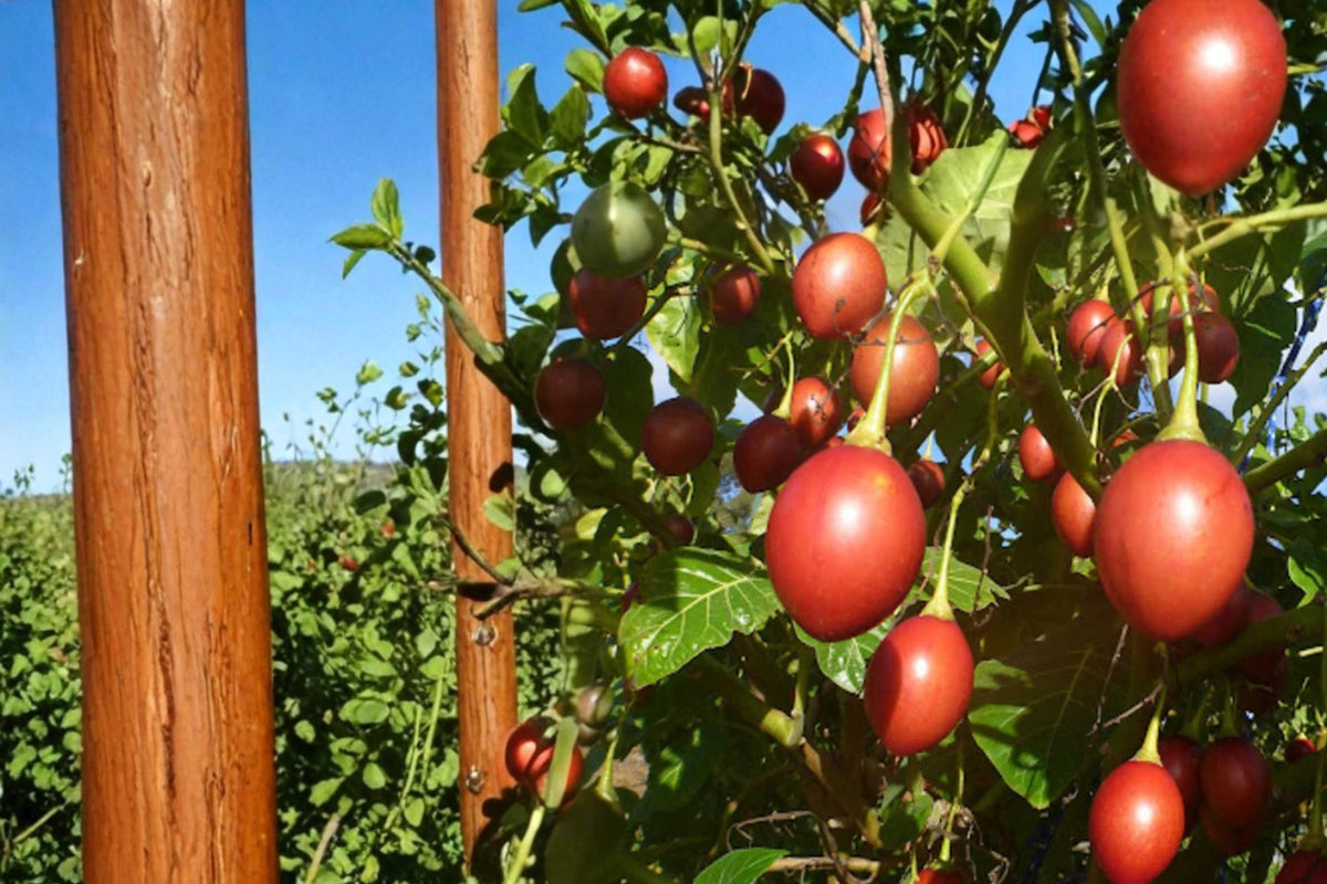 Tree Tomato Seeds – Solanum betaceum, Fruit-bearing Shrub for Warm Climates, Egg-shaped Fruit, Edible Fruit Plant, Tropical Garden Plant