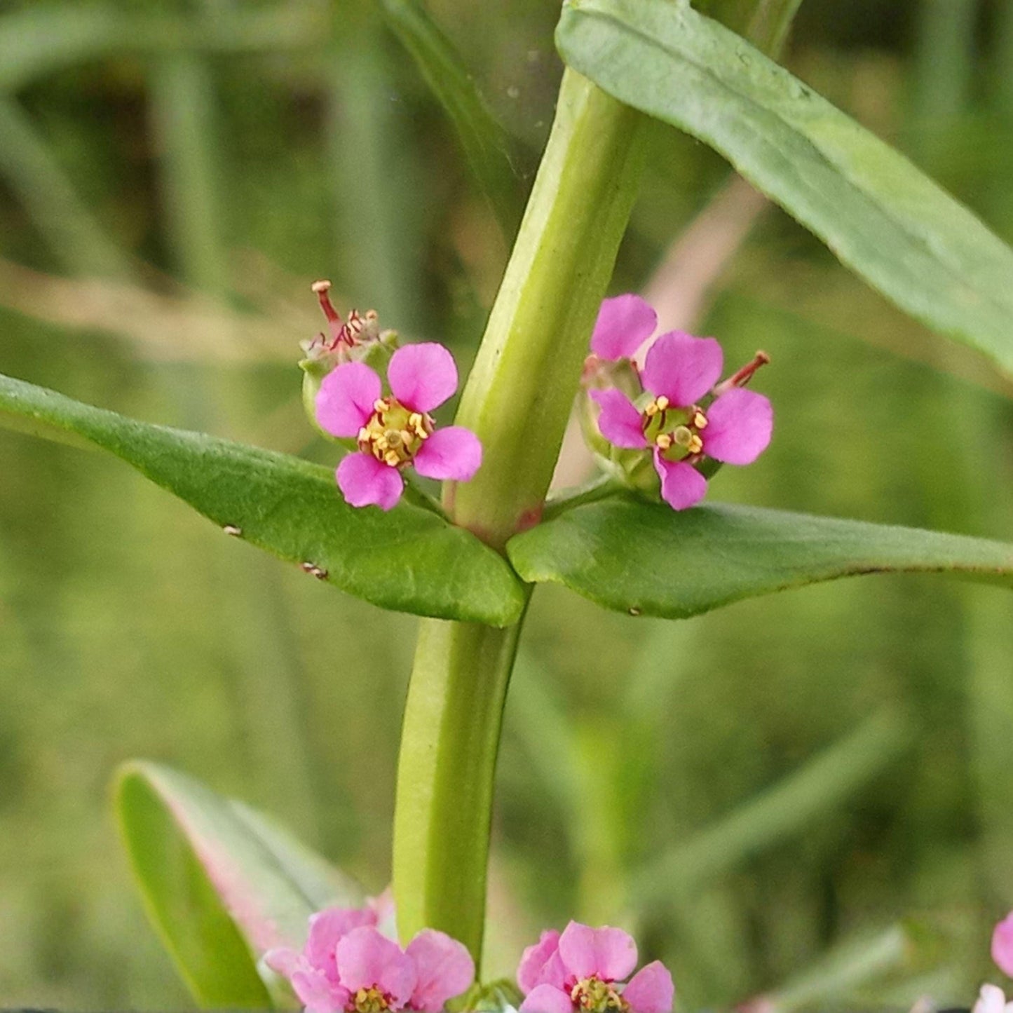 Scarlet Toothcup Seeds Ammannia coccinea, Native Wetland Plant for Pond Edges, Red Reddish-Purple Flowers, 1000 Seeds