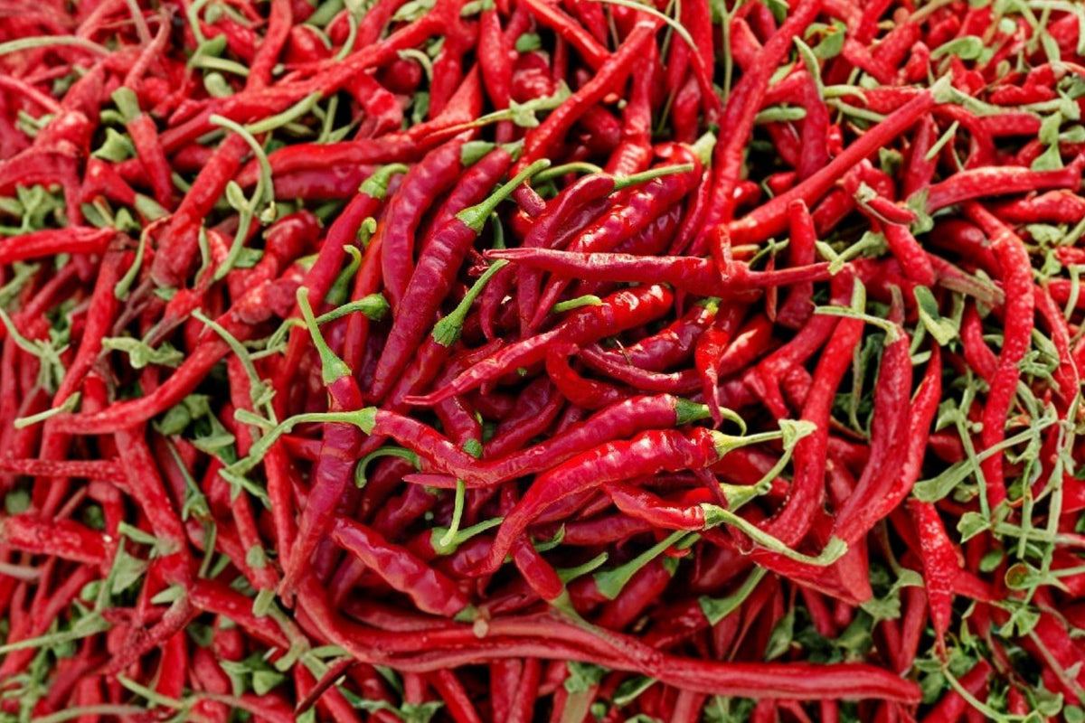 Large Red Cayenne Pepper Seeds, Heirloom Hot Chili Seeds, Long Pods, Thick Wall, High Yield, Spicy Garden Seeds