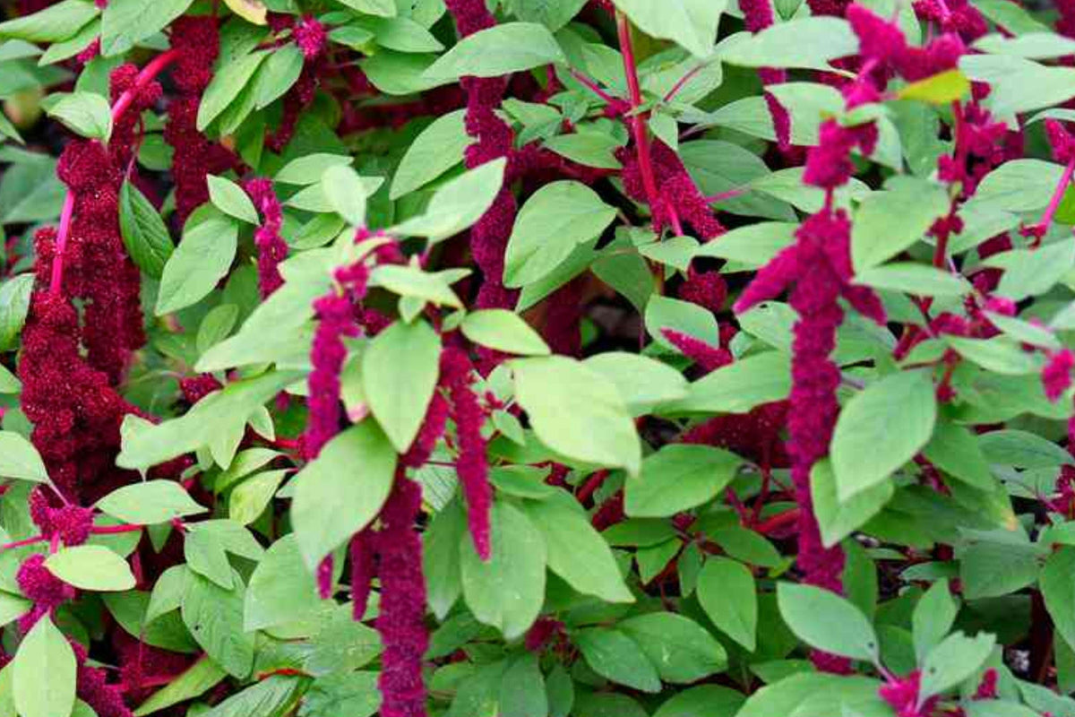 Love Lies Bleeding Amaranthus Seeds | Drought Tolerant Red Tassels | Ornamental Garden Plant | Amaranthus caudatus