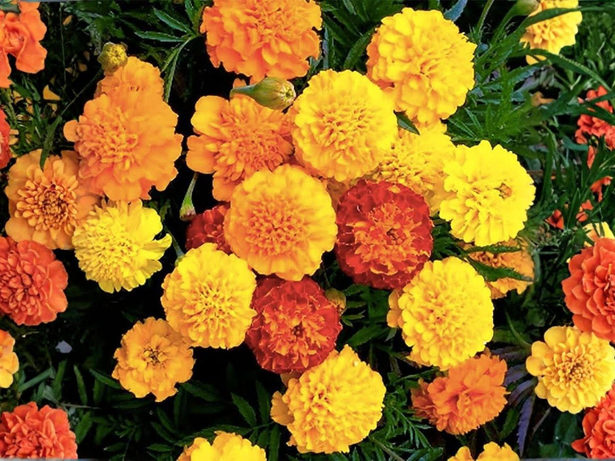 French Marigold Mix Seeds | Petite Tagetes Patula Flower | Bright Yellow, Orange & Red Blooms | Garden & Container Planting