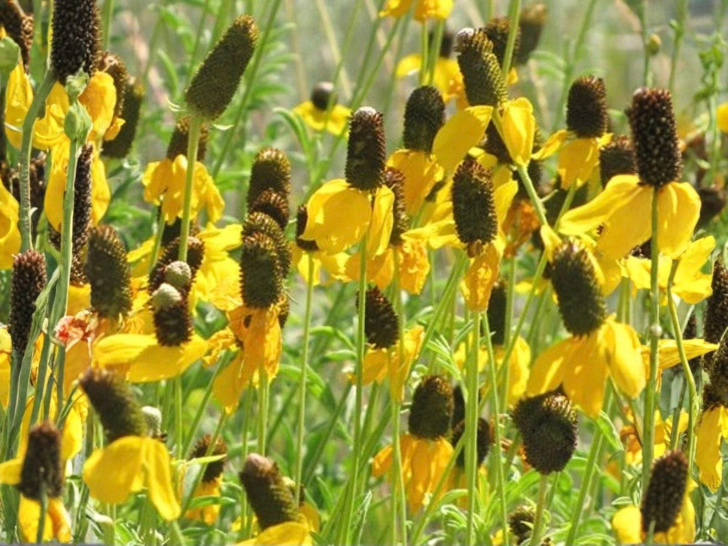 Prairie Coneflower Seeds | Ratibida columnifera | Yellow Wildflower for Gardens & Natural Landscapes | 100 Seeds