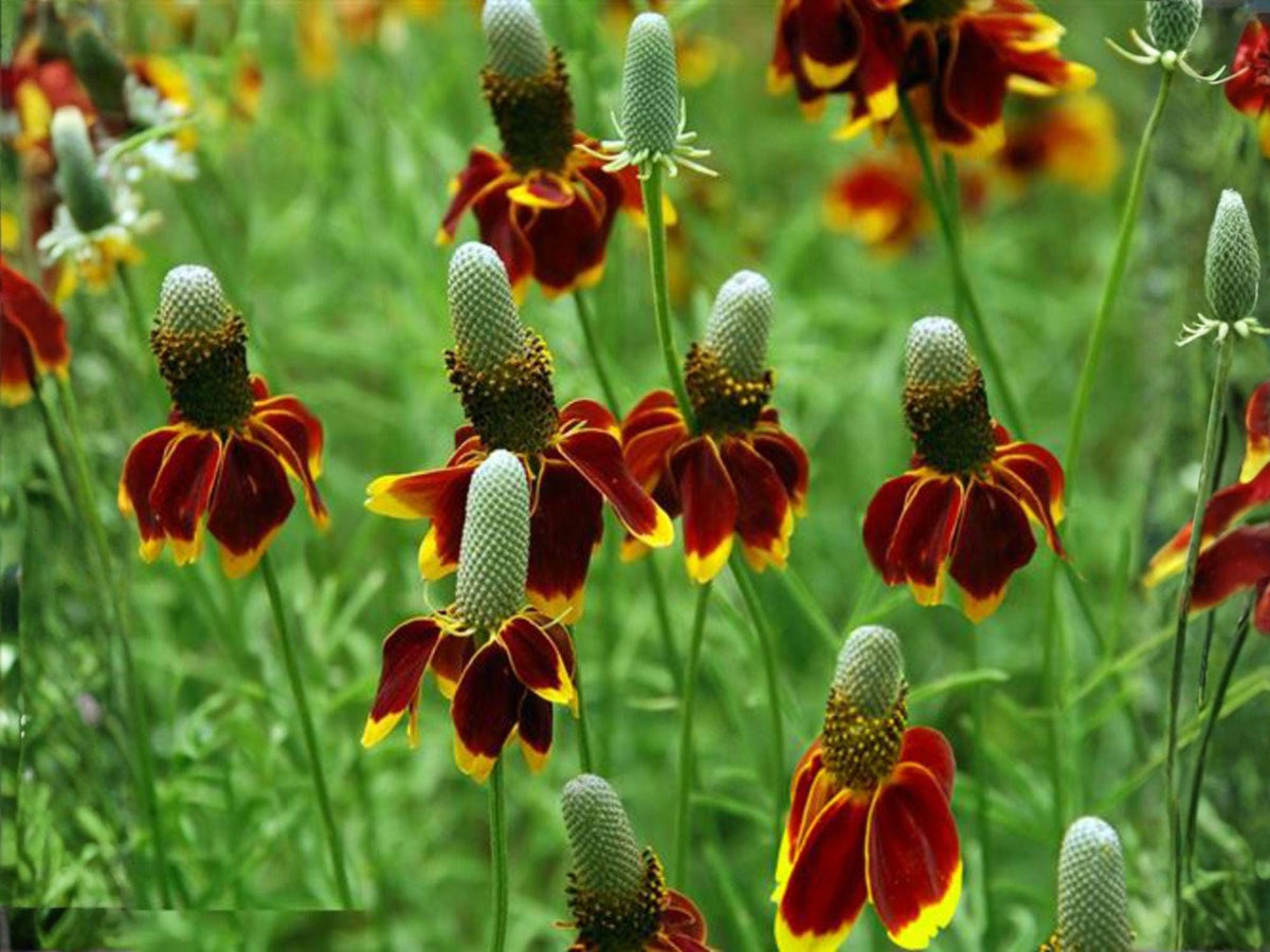 Mexican Hat Flower Seeds | Ratibida columnifera pulchra | Prairie Coneflower | Perennial Garden Flower, Red Maroon & Yellow Edges