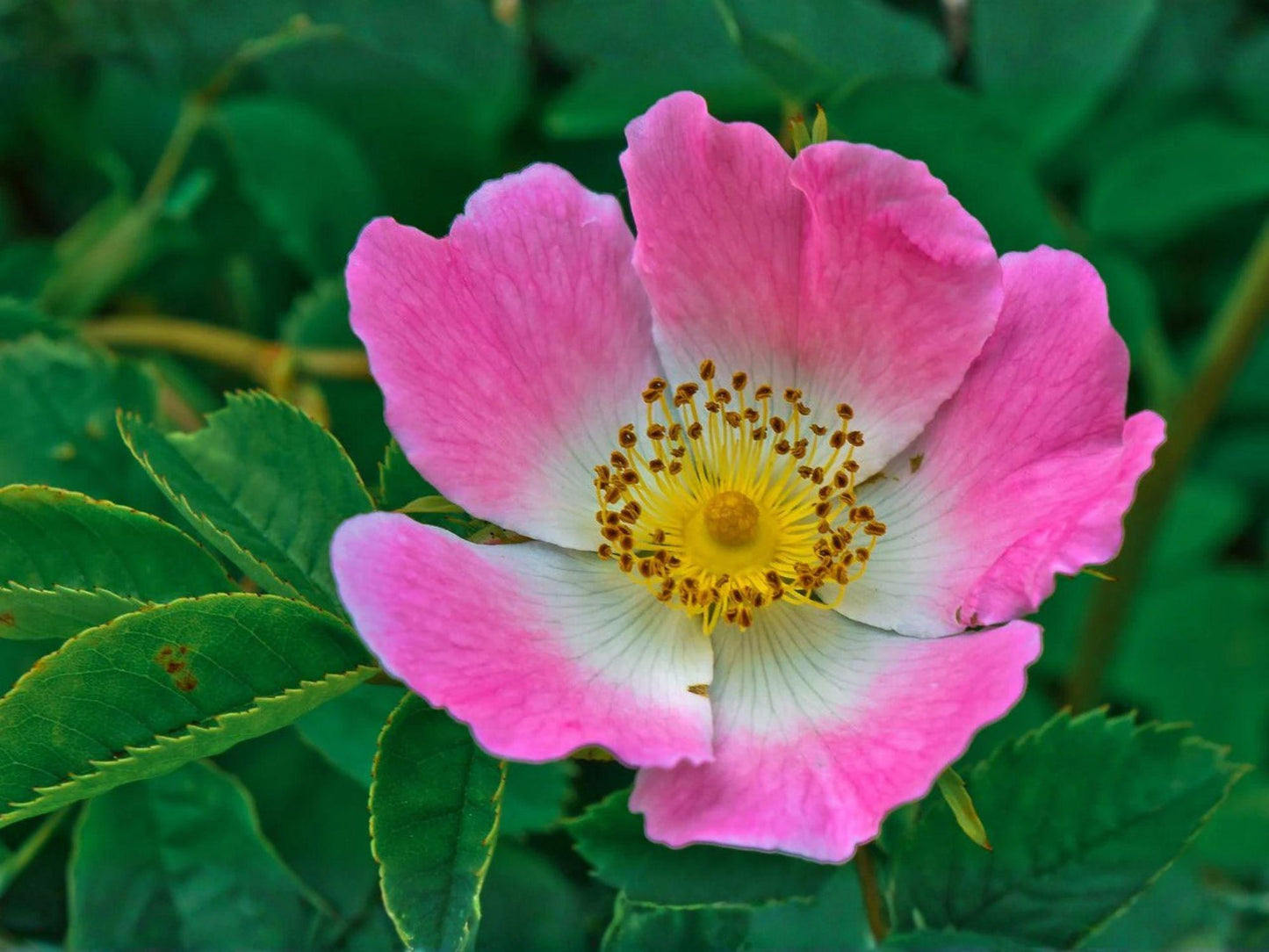 Rosa arkansana Seeds, Prairie Wild Rose, Native Heirloom Non-GMO Flower Seeds, Fragrant Pink Blooms, Pollinator-Friendly