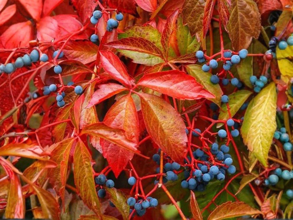 Virginia Creeper Seeds, Parthenocissus quinquefolia, Native Climbing Vine, Heirloom Non-GMO, Garden Trellis, Fence, Arbors