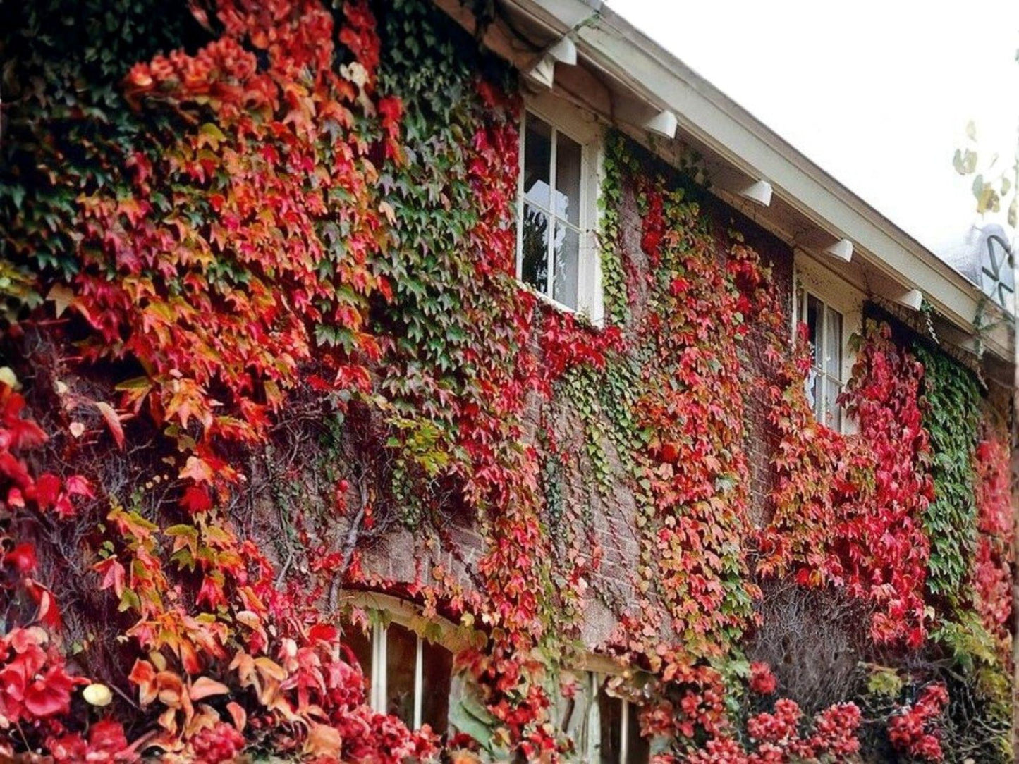 Parthenocissus tricuspidata Seeds – Boston Ivy Climbing Vine Non-GMO Heirloom for Garden Trellises & Walls