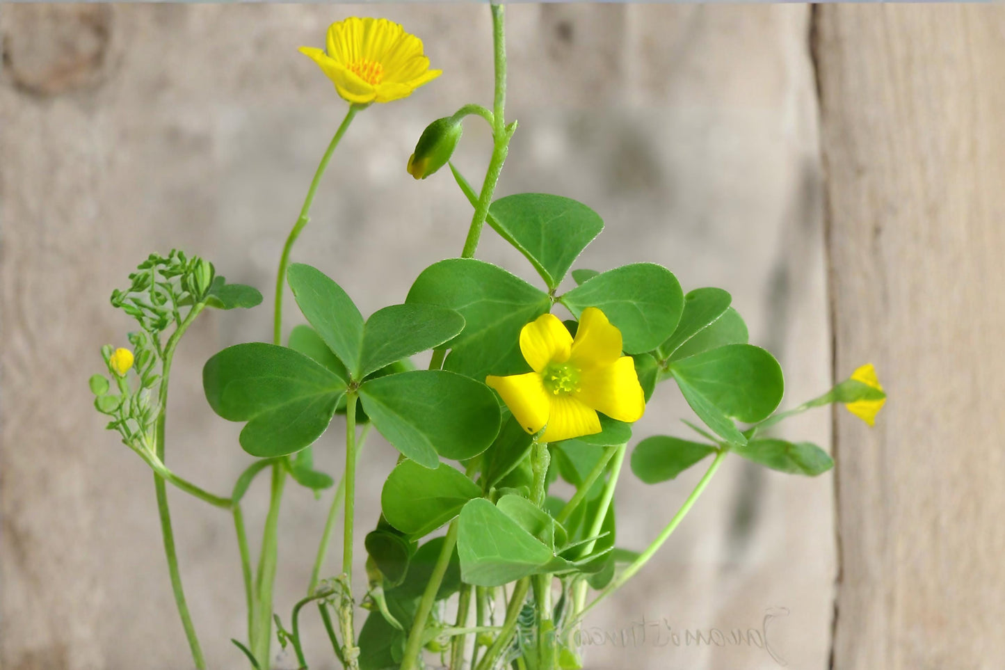 Yellow Wood Sorrel Seeds | Oxalis stricta | Edible Ground Cover & Wildflower | Lemon Clover, Sourgrass, Low-Growing Plant