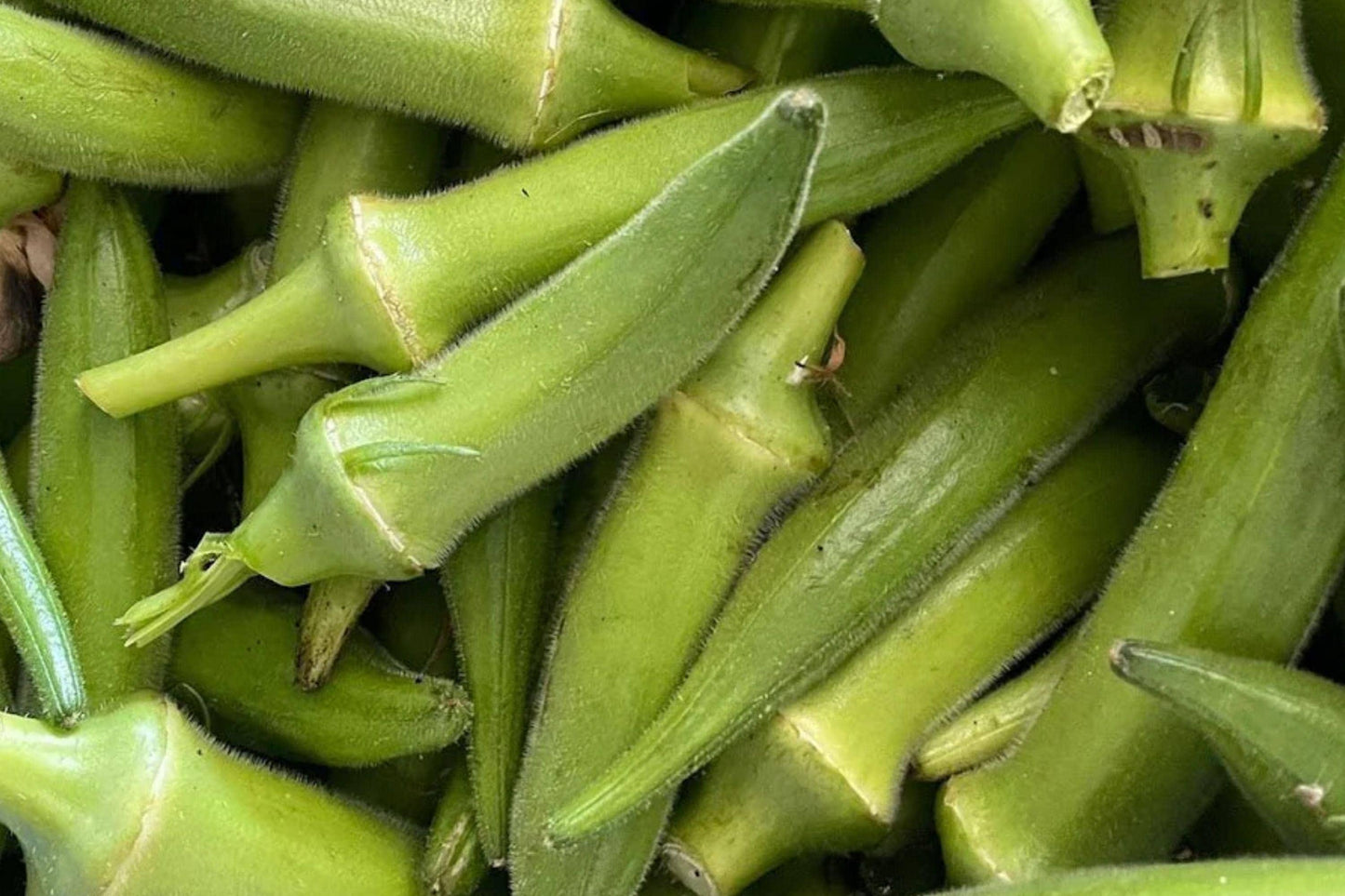 Louisiana Green Velvet Okra Seeds – Heirloom, 1941 AAS Winner, Smooth Pods, High Yield, Garden, Container, Abelmoschus esculentus