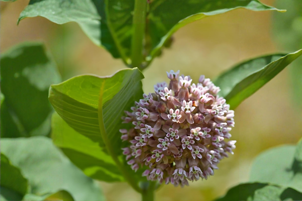 Western Sand Milkweed Seeds (Asclepias arenaria) - Native, Drought Tolerant, Pollinator-Friendly, Xeriscape, Native Restoration