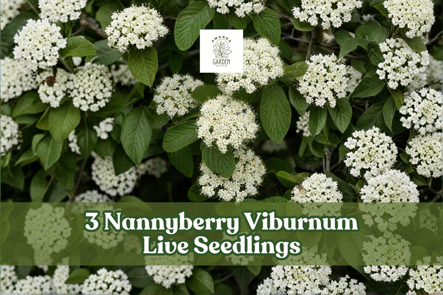 Nannyberry Viburnum Live Seedlings – Viburnum lentago Shrubs, 3 Pack, Hardy Landscape Plants for Hedges & Gardens