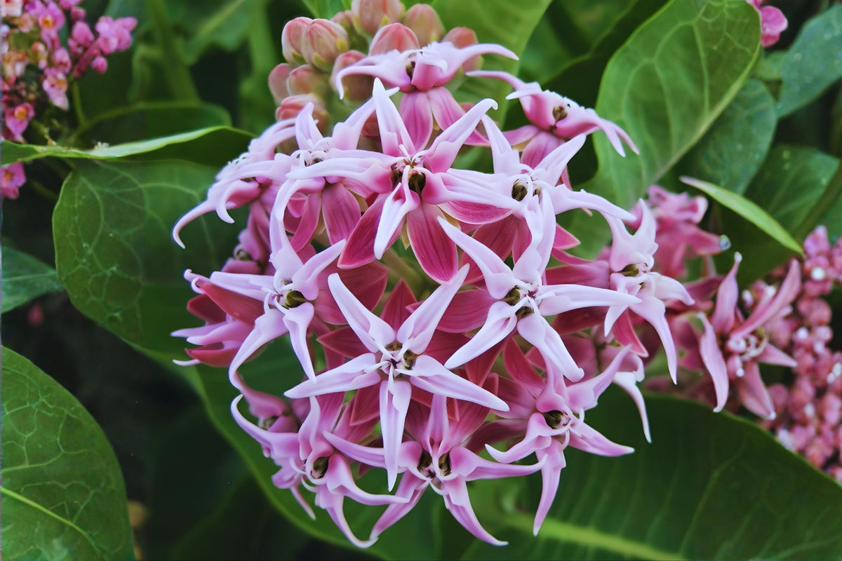 Showy Milkweed Seeds, Native Asclepias speciosa, Drought Tolerant, Pollinator Attractant, Large Clusters of Pink & Lavender Blooms