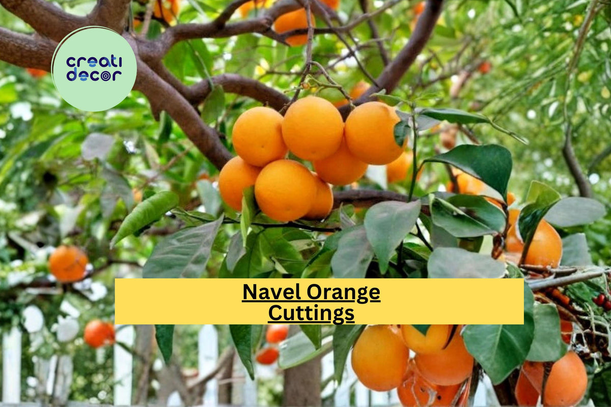 California Navel Orange Scion Cuttings – Grafting Propagation Wood for Citrus Tree Growth, Citrus sinensis