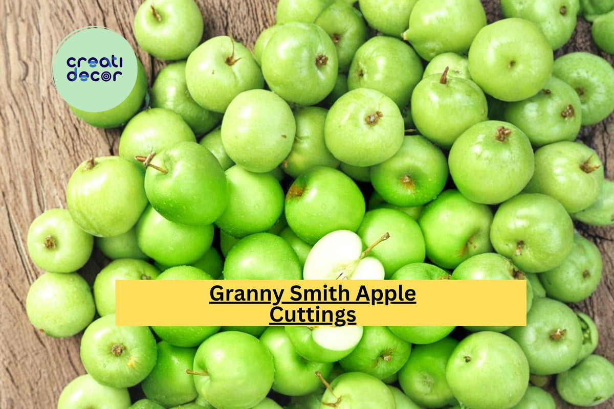 Granny Smith Apple Scion Cuttings – Grafting Propagation Wood for Malus domestica Fruit Trees, 5 Pack