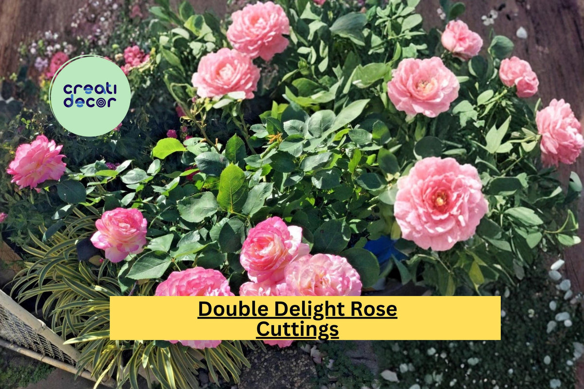 Double Delight Rose Cuttings – Bicolor Fragrant Hybrid Propagation, 3 Stem Flowering Shrub Rosa hybrid