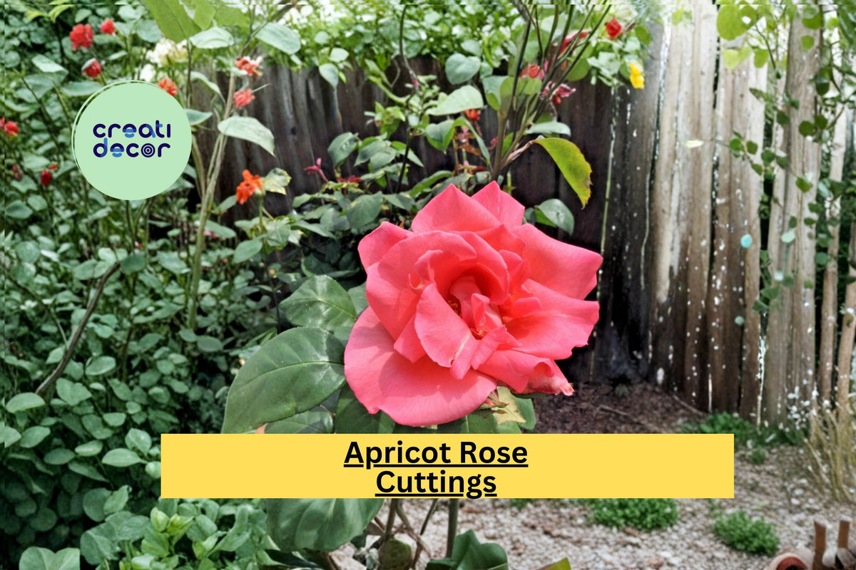 Apricot Rose Cuttings for Propagation, Rosa hybrid Flowering Shrub, Peach-Toned Blooms, Garden Bed or Container Planting