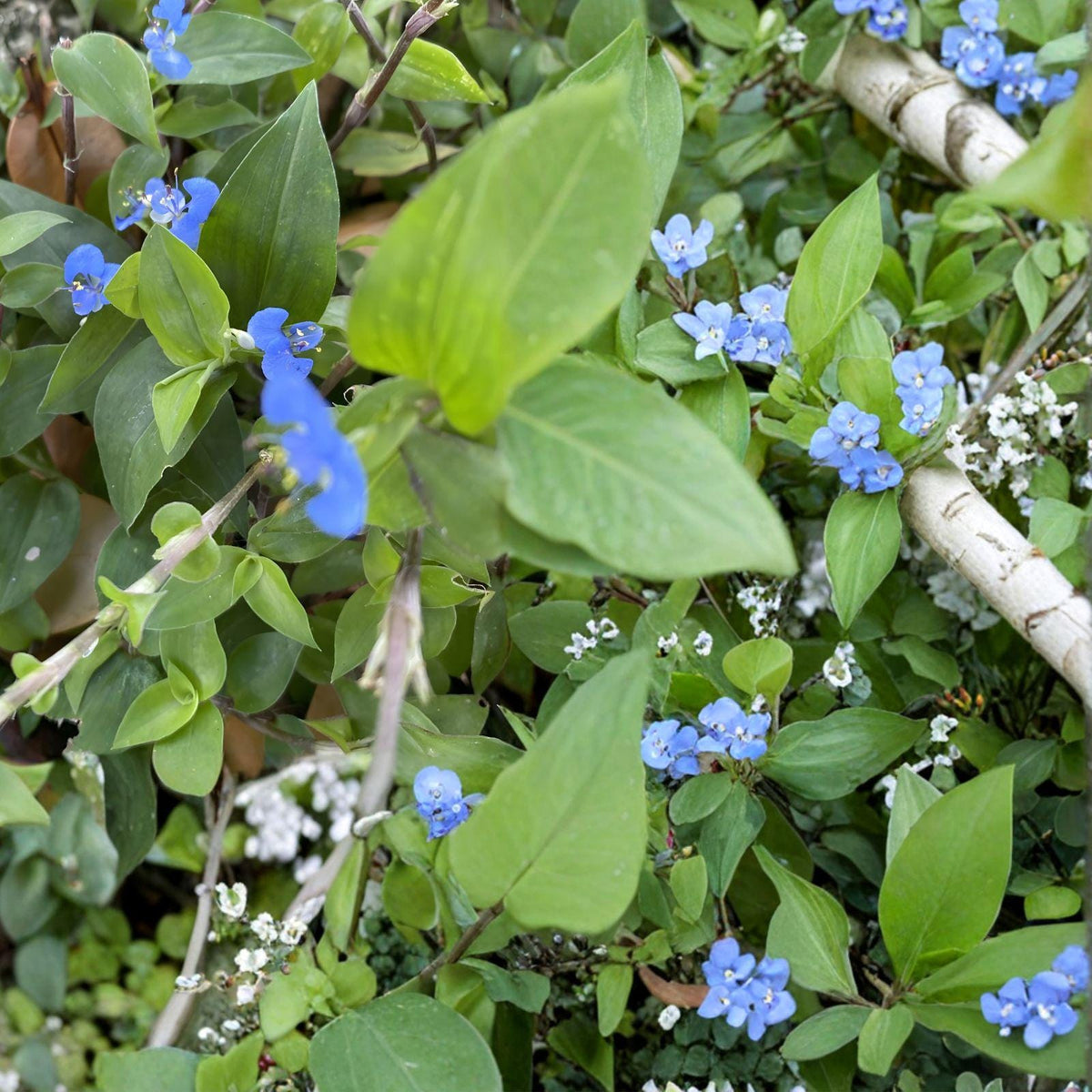 Commelina Diffusa Cuttings | Climbing Dayflower | Blue Flower Vine | Fast Growing Plant | 25+ Fresh Cuttings