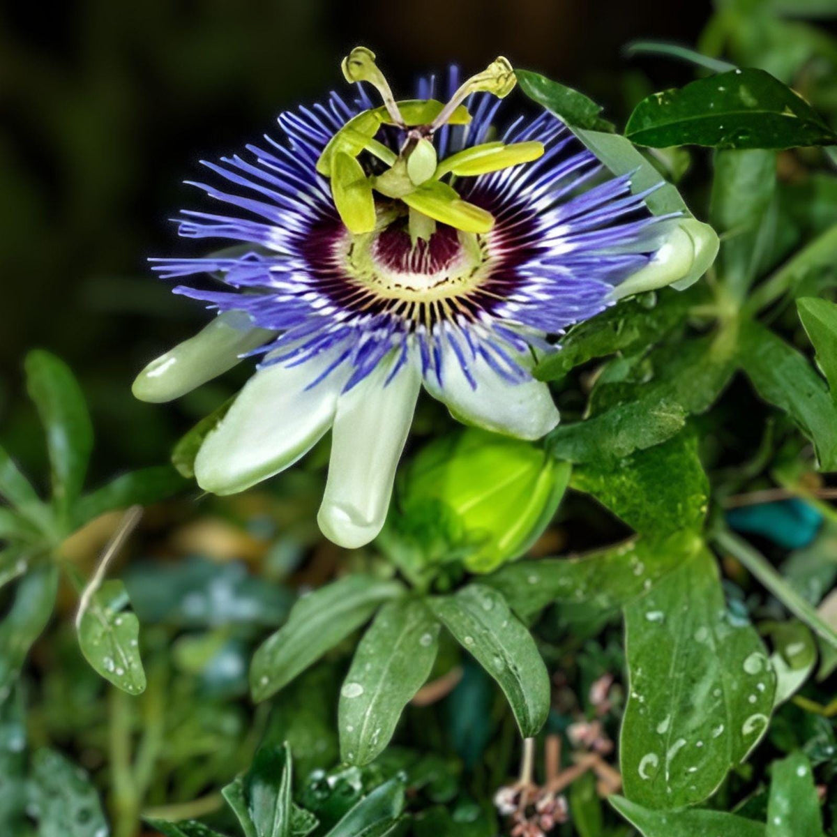 Passiflora Vine Cuttings, 10 Fresh Passionflower Climbing Cuttings, Butterfly Host Plant, Passiflora (Passionflower Vine)