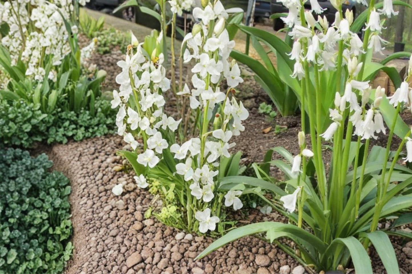 Spanish Whitebells Bulbs – Hyacinthoides hispanica, White Bell-Shaped Flowers, Perennial Garden Bulb for Borders & Beds