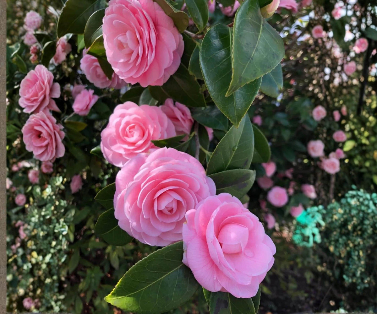 Pink Perfection Camellia Japonica Live Starter Plant – Evergreen Flowering Shrub for Garden, Container & Shade Landscapes