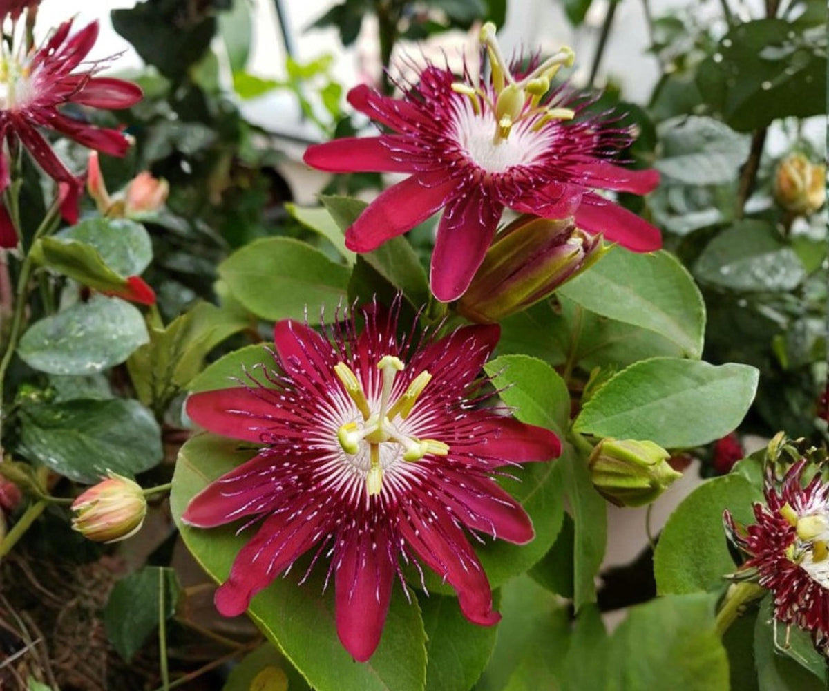 Lady Margaret Passion Flower Vine Live Starter Plant, Red Burgundy Climbing Tropical Passiflora, Vining Flowering Plant