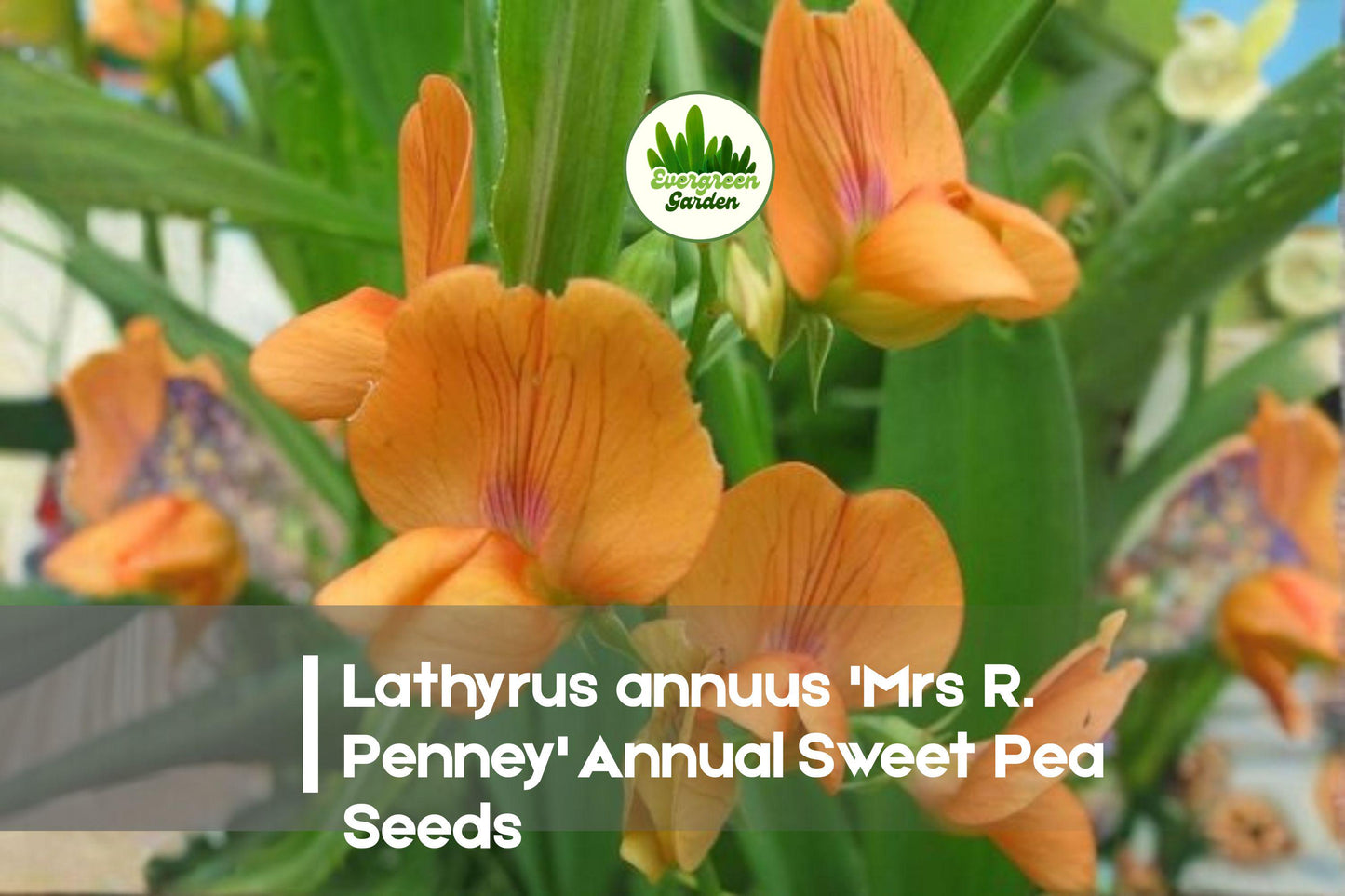 Lathyrus annuus 'Mrs R. Penney' Annual Sweet Pea Seeds, Soft Pink Flowers, Climbing Flower, Cottage Garden, Pollinator-Friendly