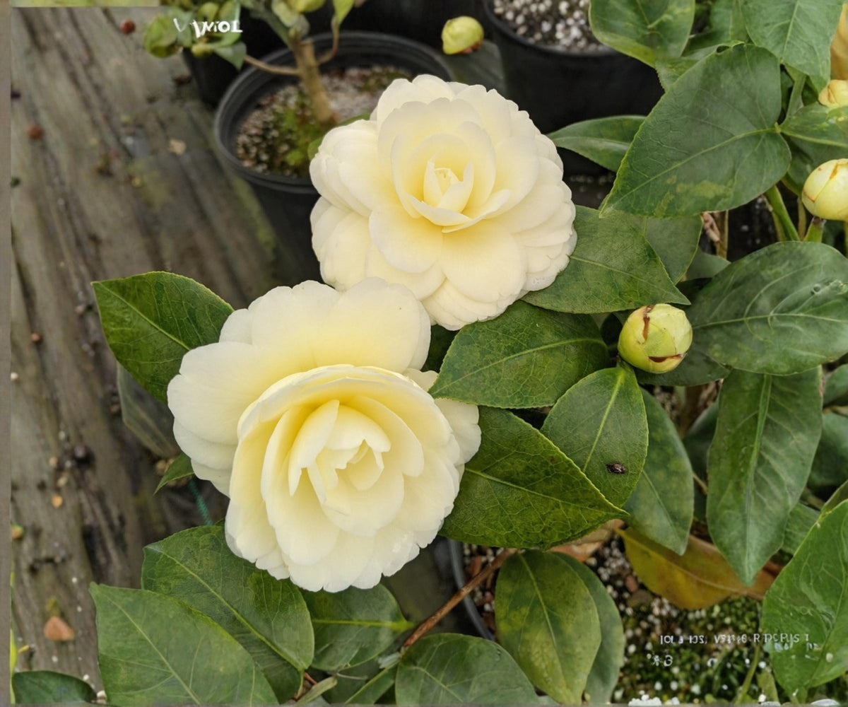 Camellia Japonica ‘Lemon Glow’ Live Starter Plant – Yellow Pink Evergreen Flowering Shrub for Shade Gardens