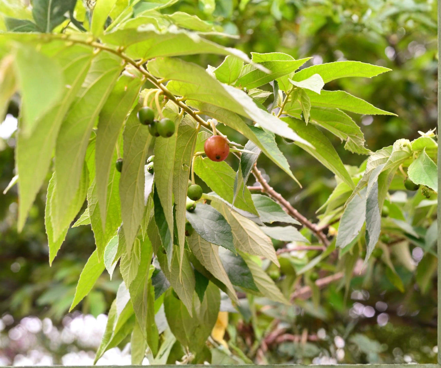 Jamaican Cherry Tree Live Starter Plant – Tropical Edible Fruit, Muntingia calabura, Small Green Foliage
