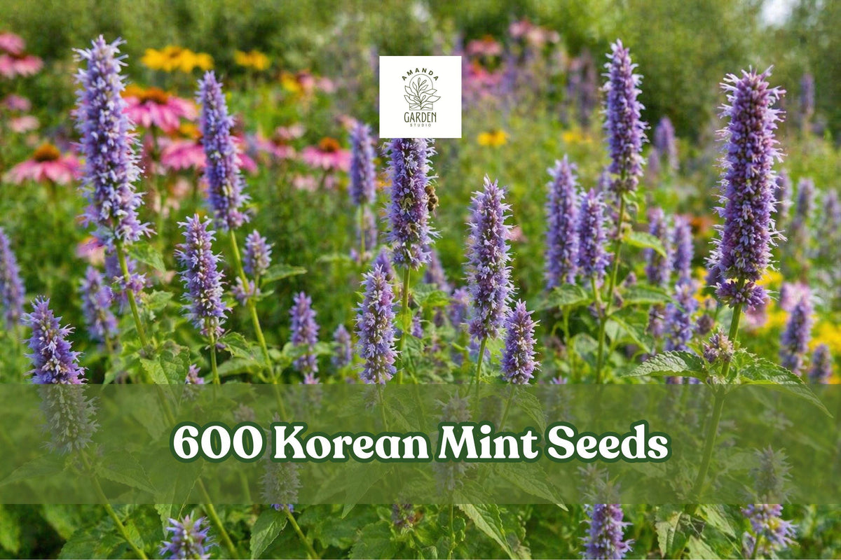 Korean Mint Seeds, Agastache rugosa, Perennial Herb, Aromatic Foliage, Purple Flowers, 600+ Seeds for Garden, Borders, Containers