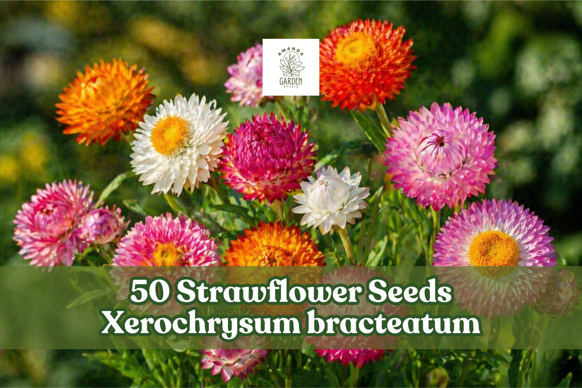 50+ Strawflower Seeds Xerochrysum bracteatum Everlasting Dried Flower Garden, Multicolor, Annual for Cutting & Arrangements