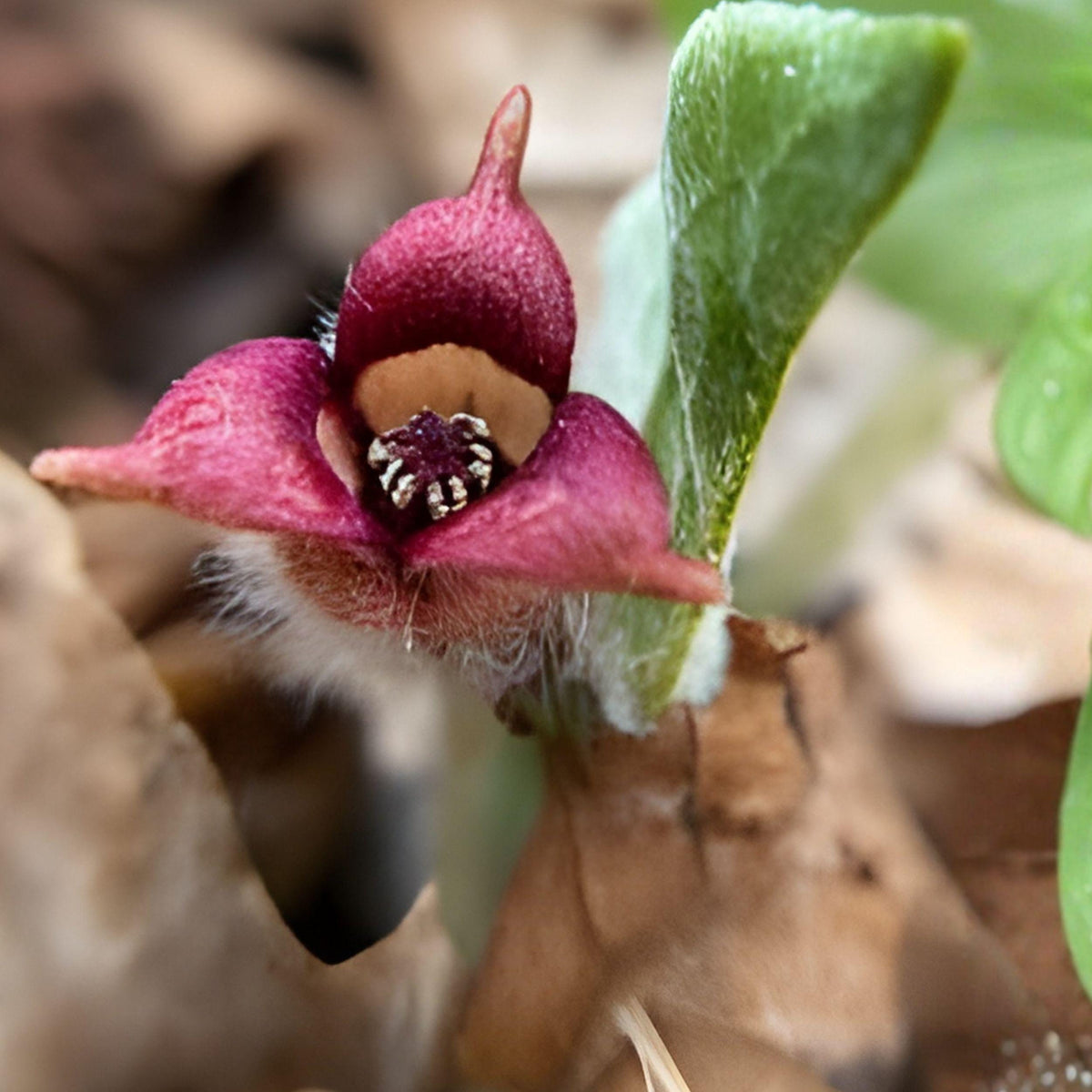 Asarum canadense Wild Ginger Seeds – Native Shade Perennial Groundcover, 10 Untreated Seeds for Woodland Gardens