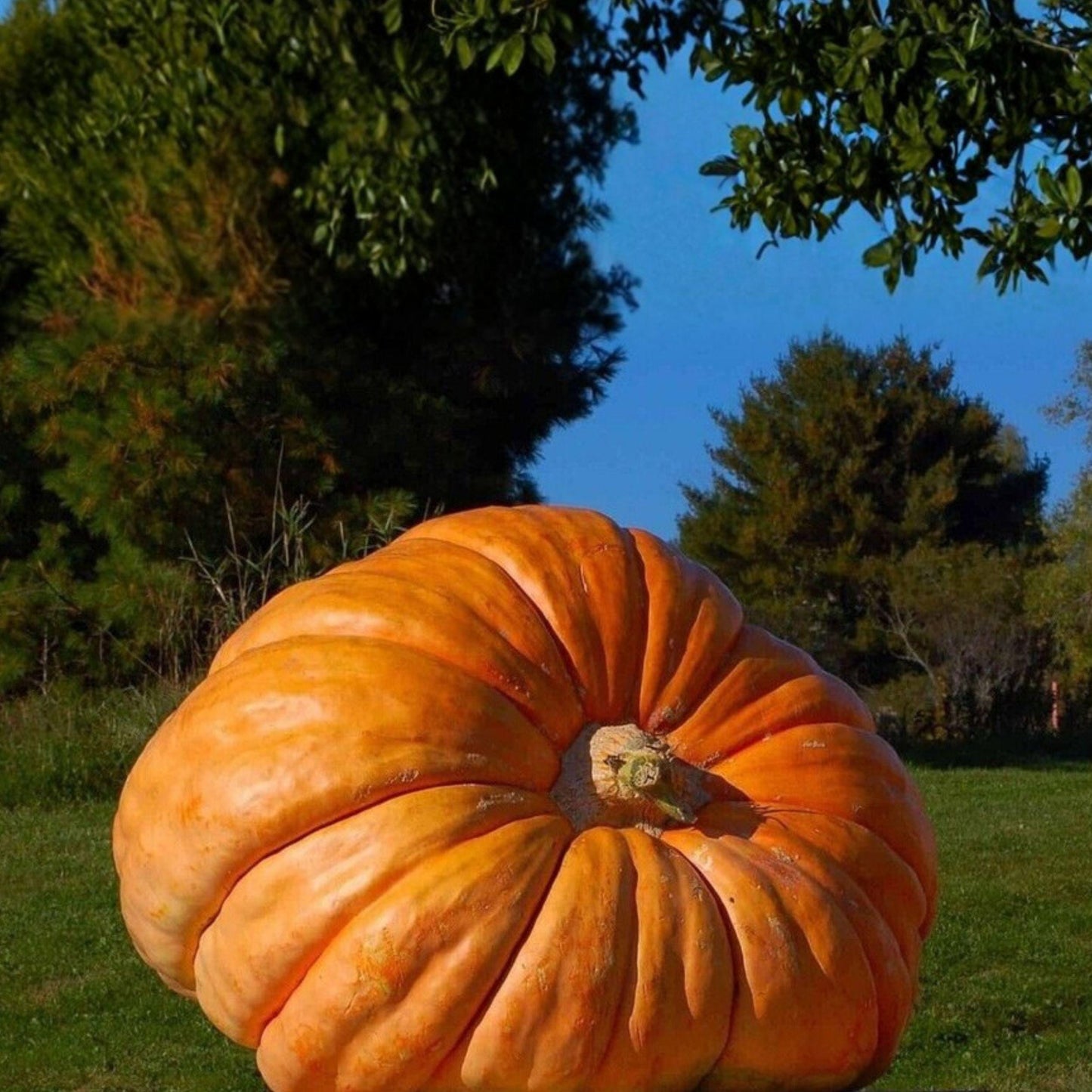 Giant Gourd Seeds, Large Ornamental Vine, Craft Pumpkin Type, Lagenaria siceraria, Full Sun, 7 Seeds