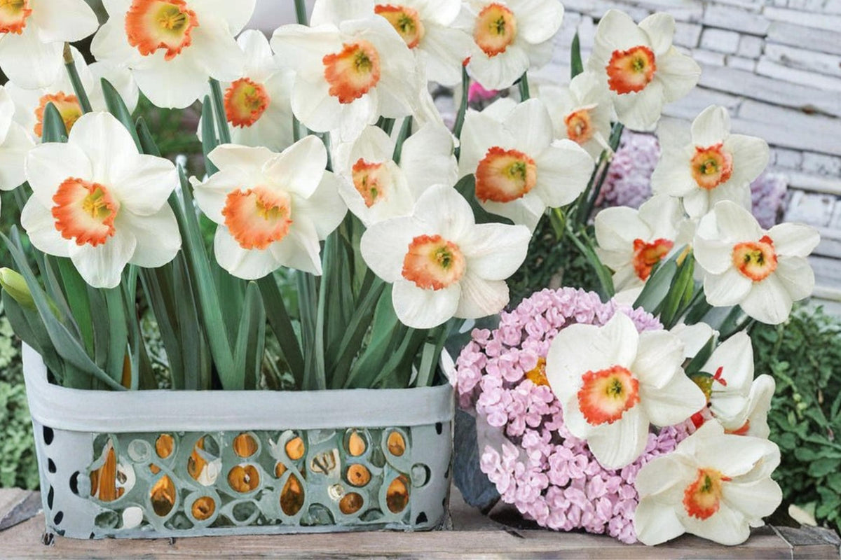 Pink Charm Daffodil Bulbs – Narcissus perennials, spring flowering bulbs, pink cup white petals, garden border, outdoor planting
