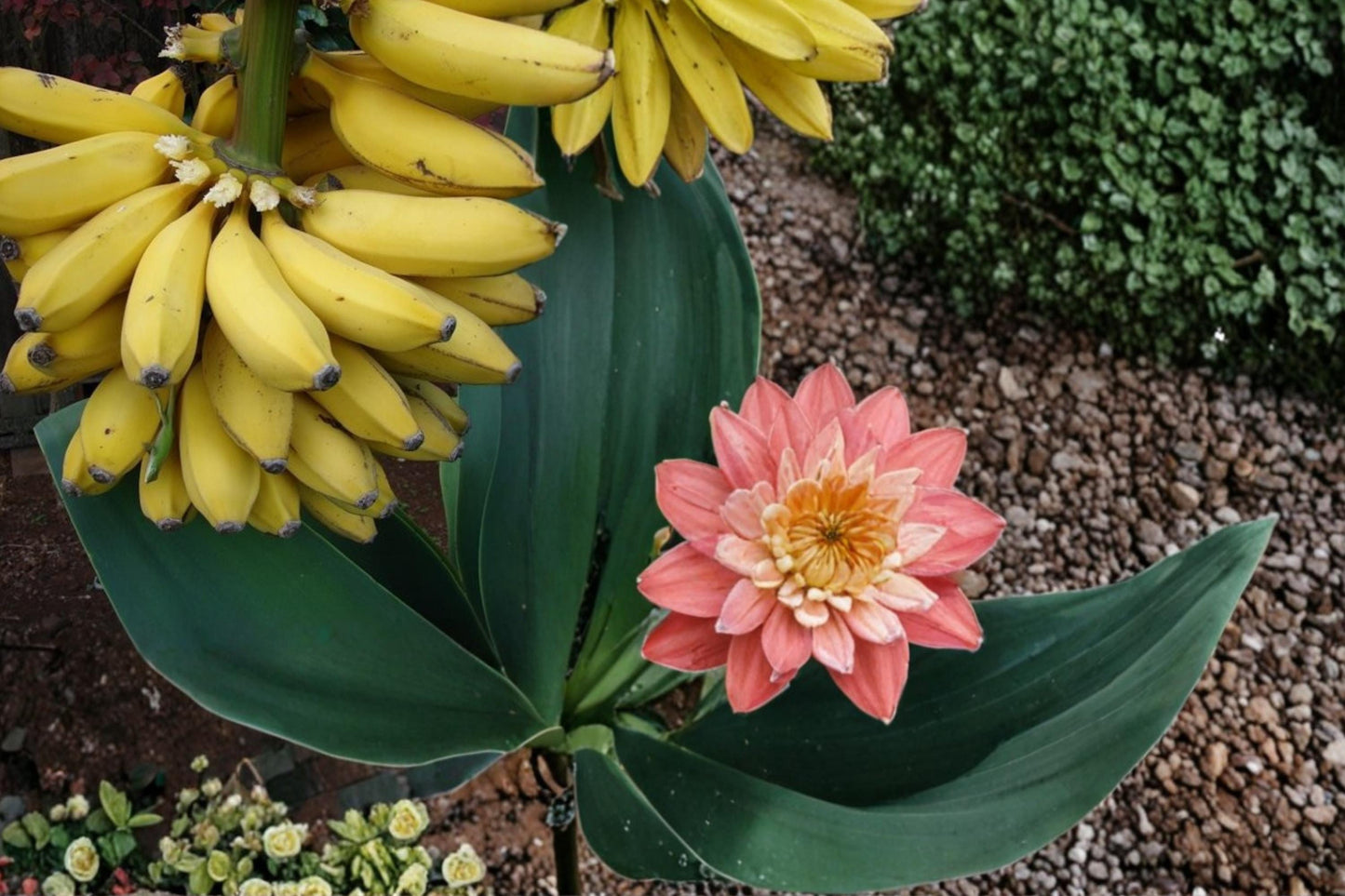 Banana Seeds – Musa Tropical Fruit Plant with Large Green Foliage, Fast-Growing Perennial