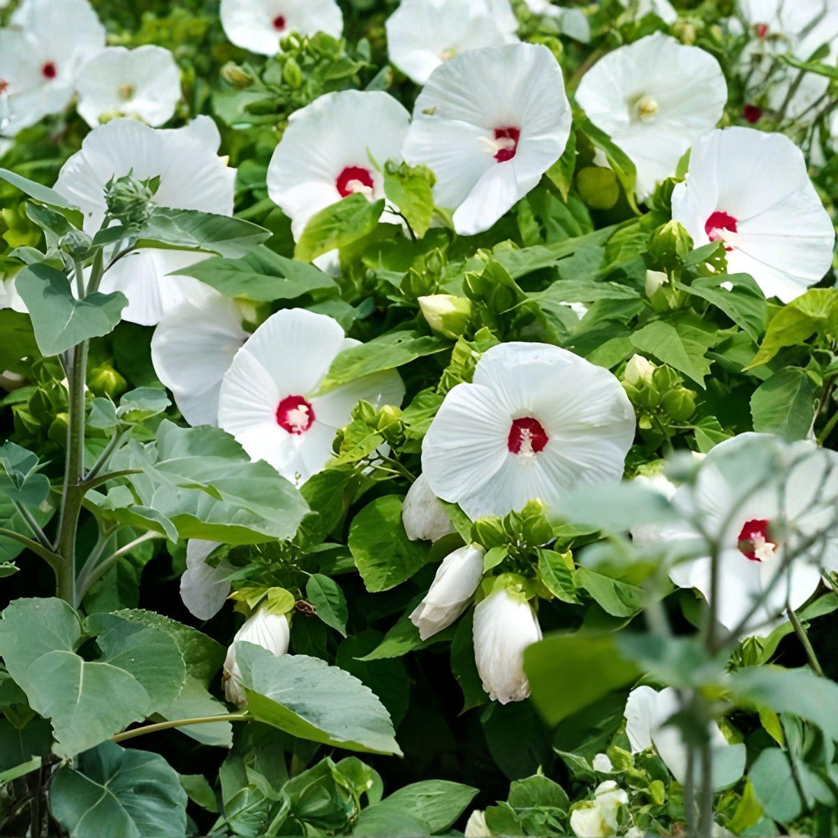 White Hardy Hibiscus Bare Root Plant – Large 6-8 Inch White Flowers with Red Centers, Tropical-Style Blooms, Hibiscus grandiflorus