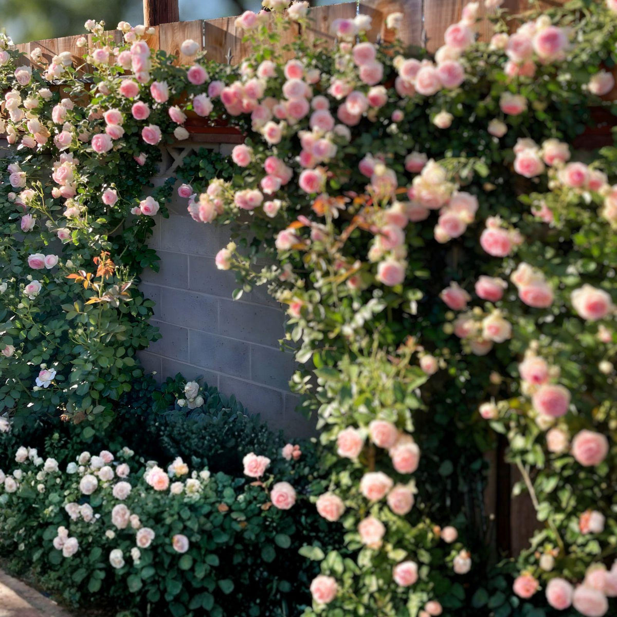 Wild Pink Climbing Rose Bare Root Plant – Hardy, Easy Care, Pink Blooms, Climbing Vine, Rosa