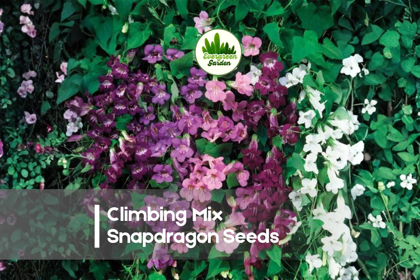 Climbing Snapdragon Seeds, Mix Colors, Vining Annual, Antirrhinum majus, Vertical Garden, Fence, Trellis