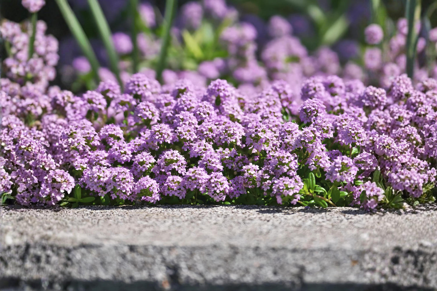 Creeping Thyme Herb Seeds 100 Pack, Thymus serpyllum, Drought Tolerant Ground Cover, Aromatic, Pollinator-Friendly, Easy to Grow