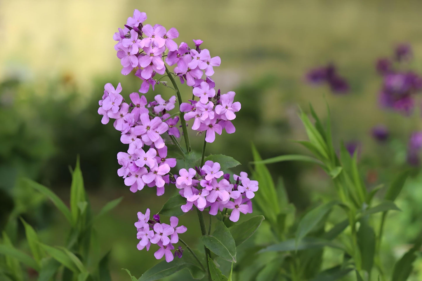 Dame’s Rocket Seeds (100) – Fragrant Night-Scented Hesperis matronalis for Borders, Wildflower Gardens & Pollinators