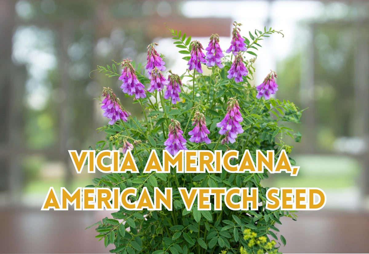 American Vetch Seeds, Climbing Wildflower, Purple to Pink, Vicia americana, Perennial Vine, 25 Seeds
