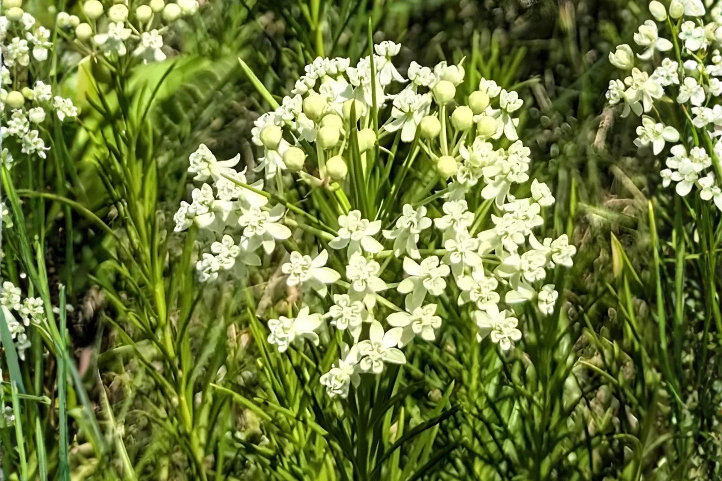 Whorled Milkweed Seeds 30 Asclepias verticillata Native Pollinator Plant Drought Tolerant Wildflower