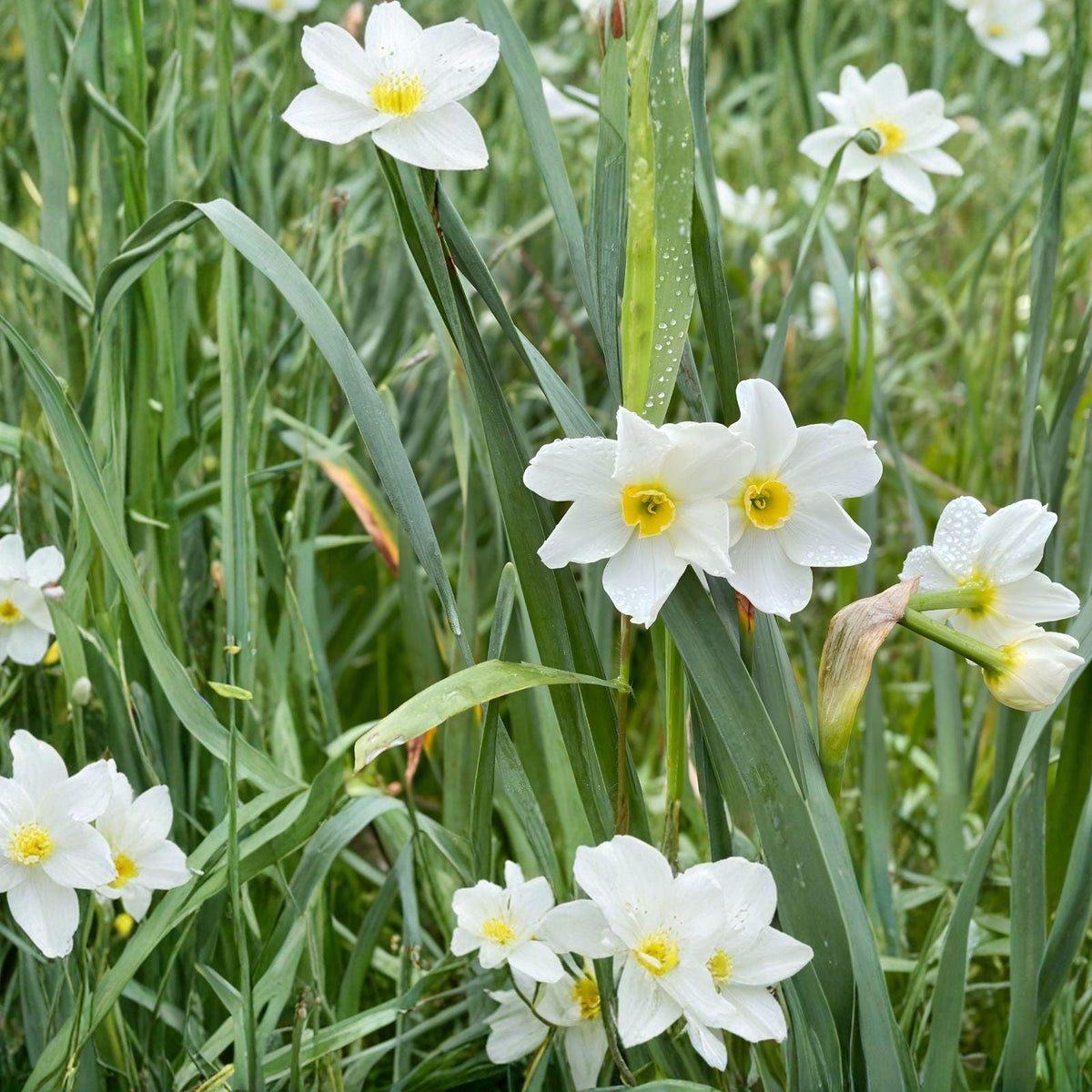 Twin Sister Daffodil Bulbs – Heirloom Narcissus × medioluteus with White Petals & Yellow Cups, 15 Large Flowering Bulbs