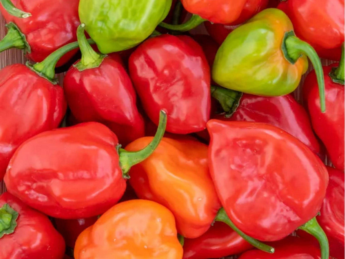 Caribbean Red Habanero Seeds – 25 Count, Hot Pepper Variety, Capsicum chinense, Small Red Fruits, High Heat Chili