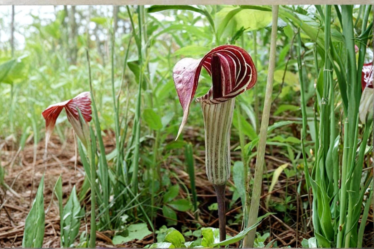 Jack-in-the-Pulpit Seeds – Arisaema triphyllum Herbaceous Perennial for Shade Gardens, Woodland, Naturalized Areas